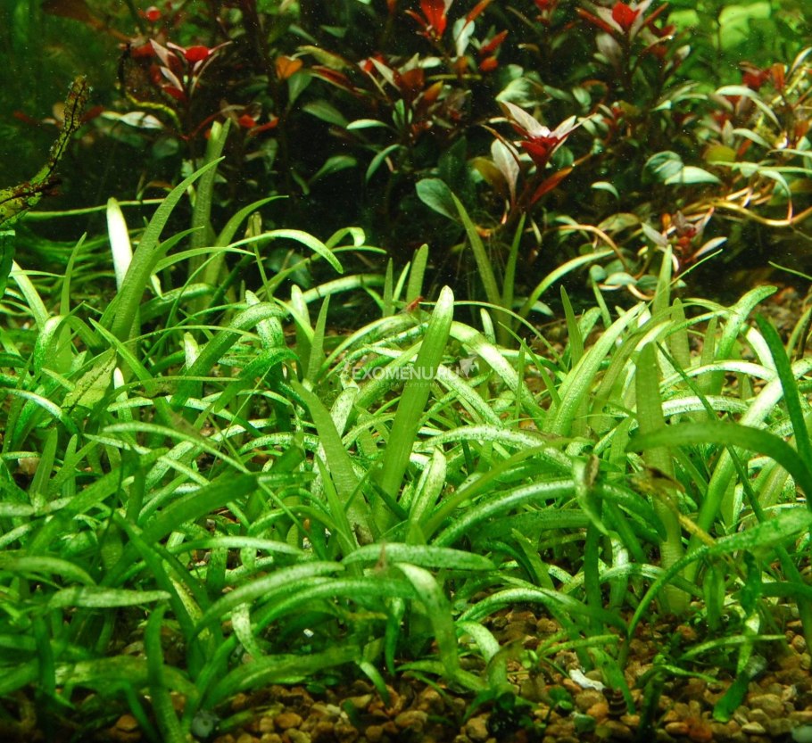 Криптокорина Вендта Нана