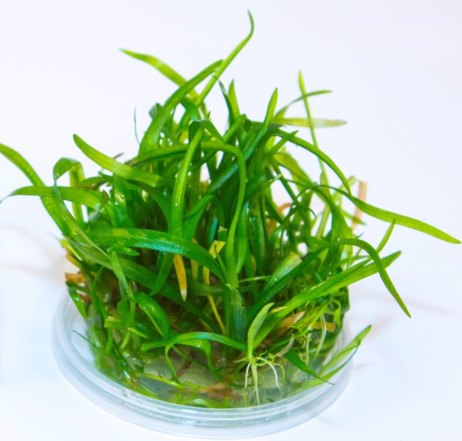 Сагиттария субулата Sagittaria subulata