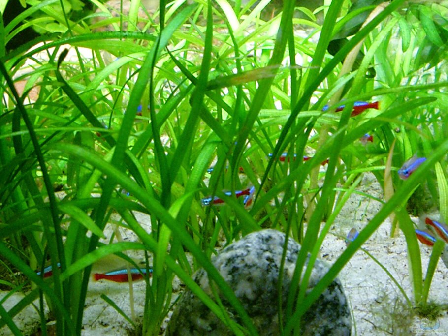 Сагиттария шиловидная