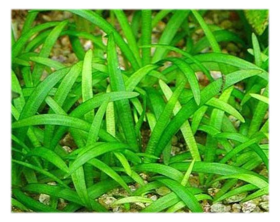 Сагиттария пусилус