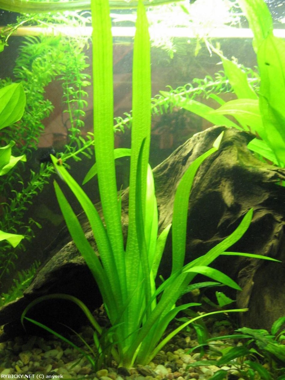 Почвопокровка Сагиттария