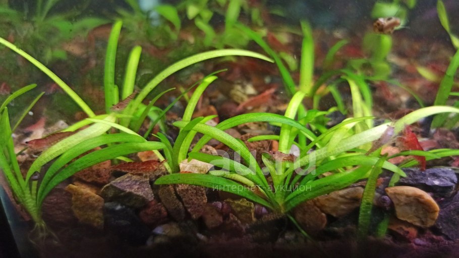 Лат. Sagittaria sagittifolia