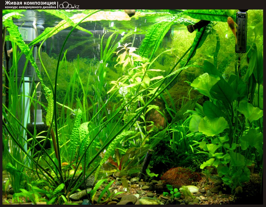 Сагиттария жестколистная