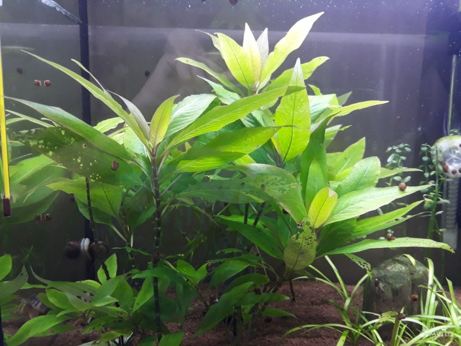 Гетерантера акваскейп