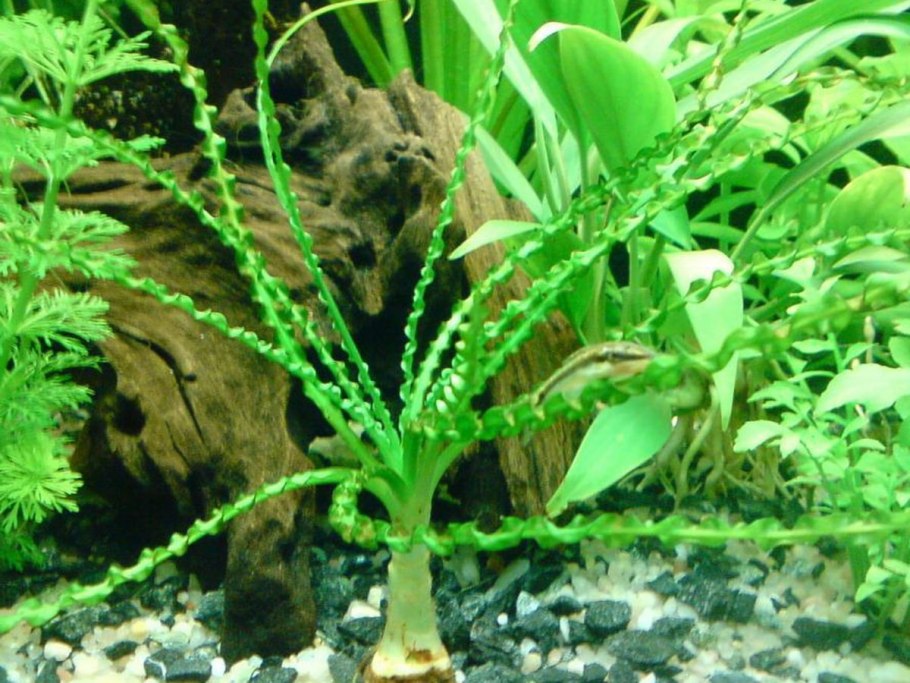 Стрелолист, ольха, Осока