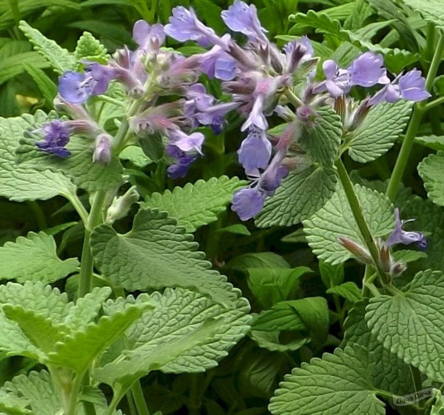 Мята Мелисса лимонник семена