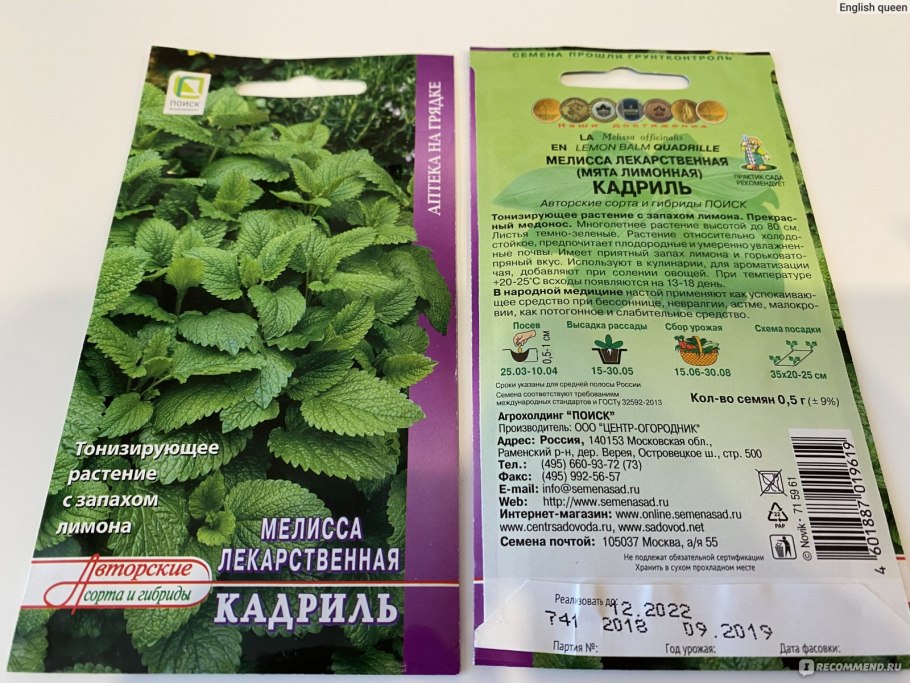 Мелисса лекарственная кадриль