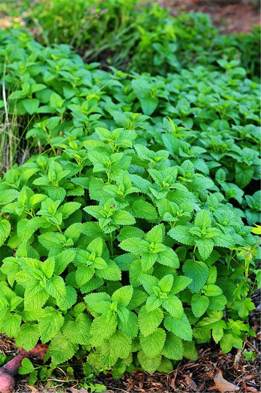 Мелисса лекарственная Исидора