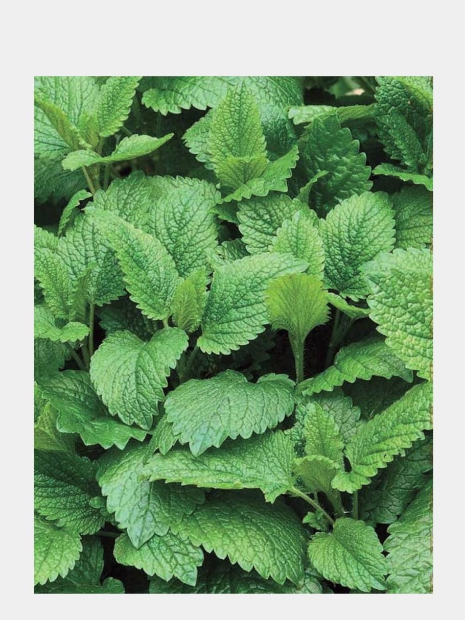 Мелисса Жемчужина "Лидер" Аэлита ц