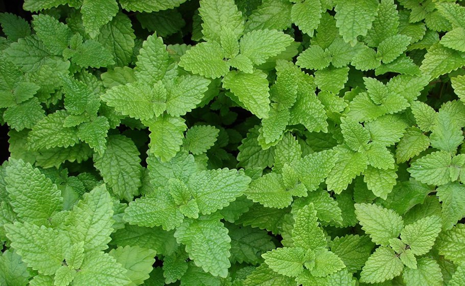 Мелисса цвет