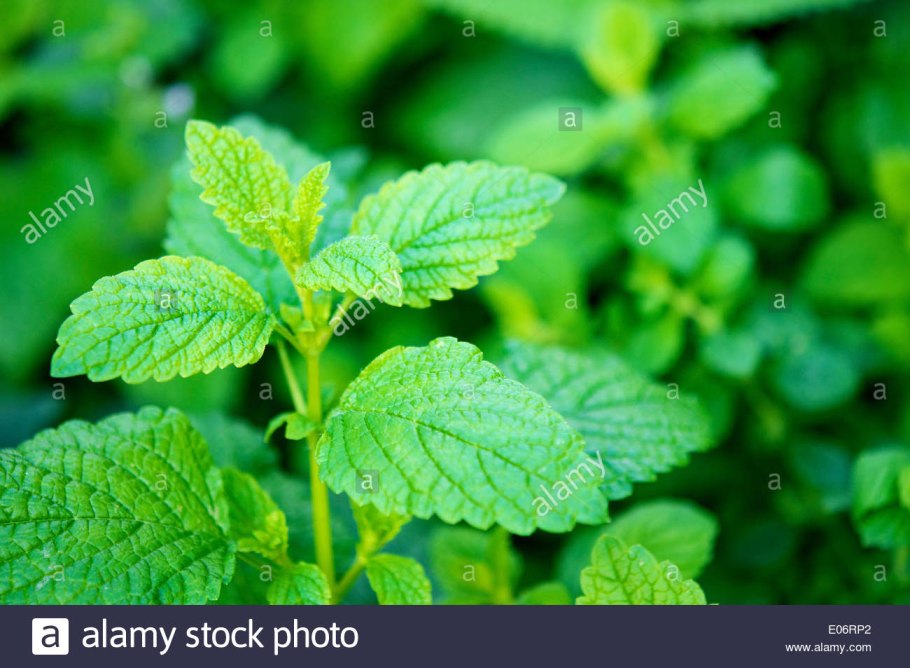 Мелисса лекарственная кадриль