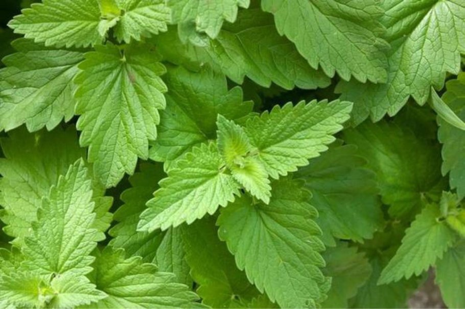 Мелисса Цитронелла посадка