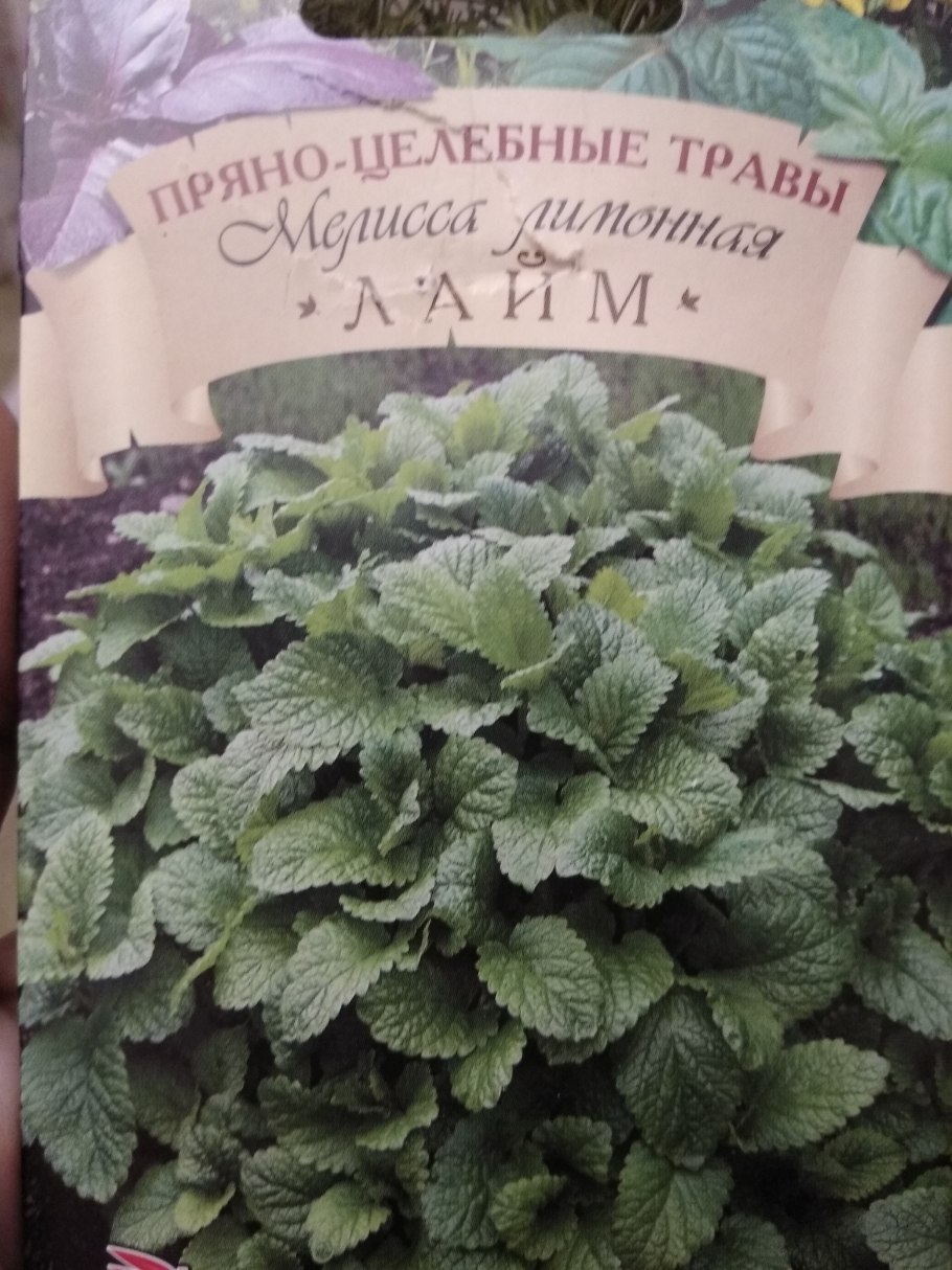 Мелисса лекарственная свежесть Аэлита ц