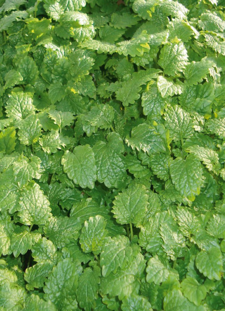 Мелисса оффициналис