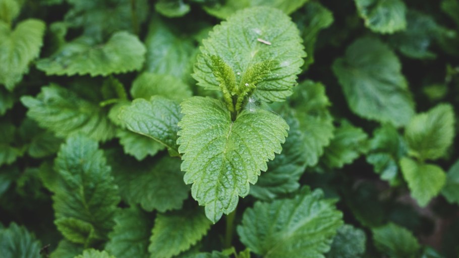 Мелисса Исидора лекарственная Гавриш ц