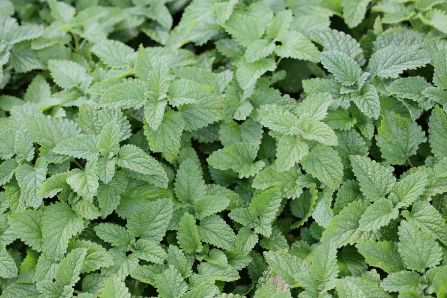 Мелисса лекарственная (Melissa officinalis)