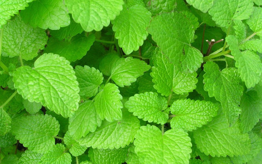Мелисса растение