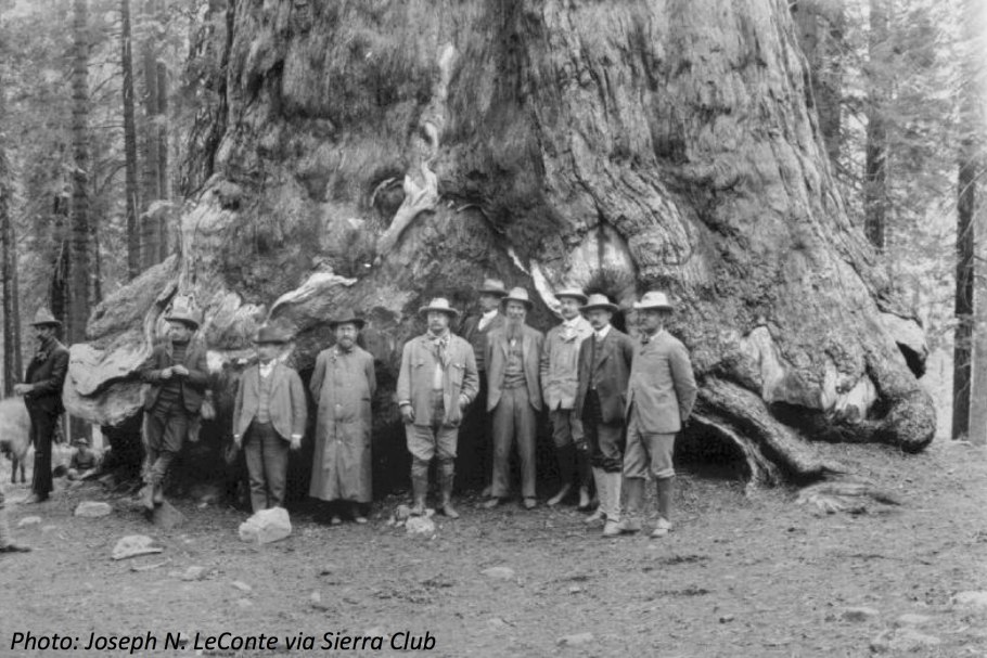Спиленная Секвойя 1892