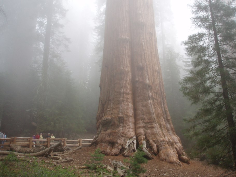 Гигантская Секвойя генерал Шерман