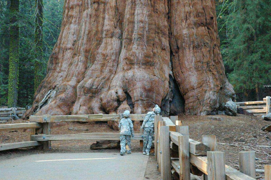 Гигантская Секвойя генерал Шерман