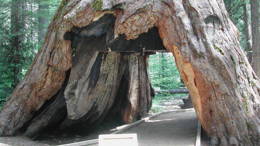 Деревья долгожители Секвойя