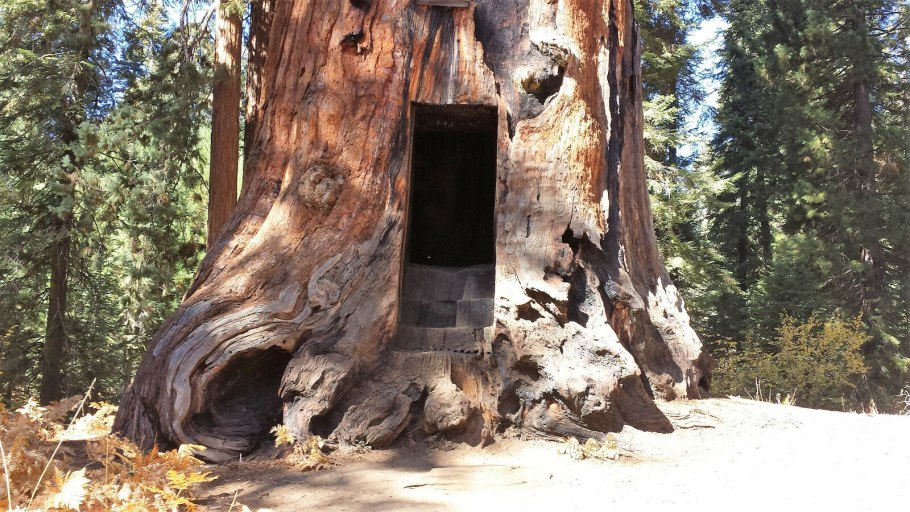 Секвойя с тоннелем в стволе в парке Секвойя