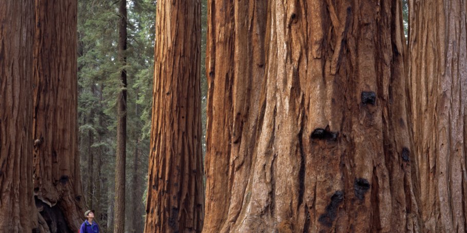 Гигантская Секвойя пенек
