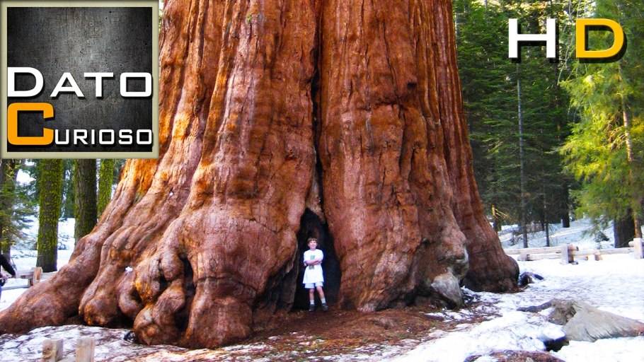 Пень гигантской секвойи