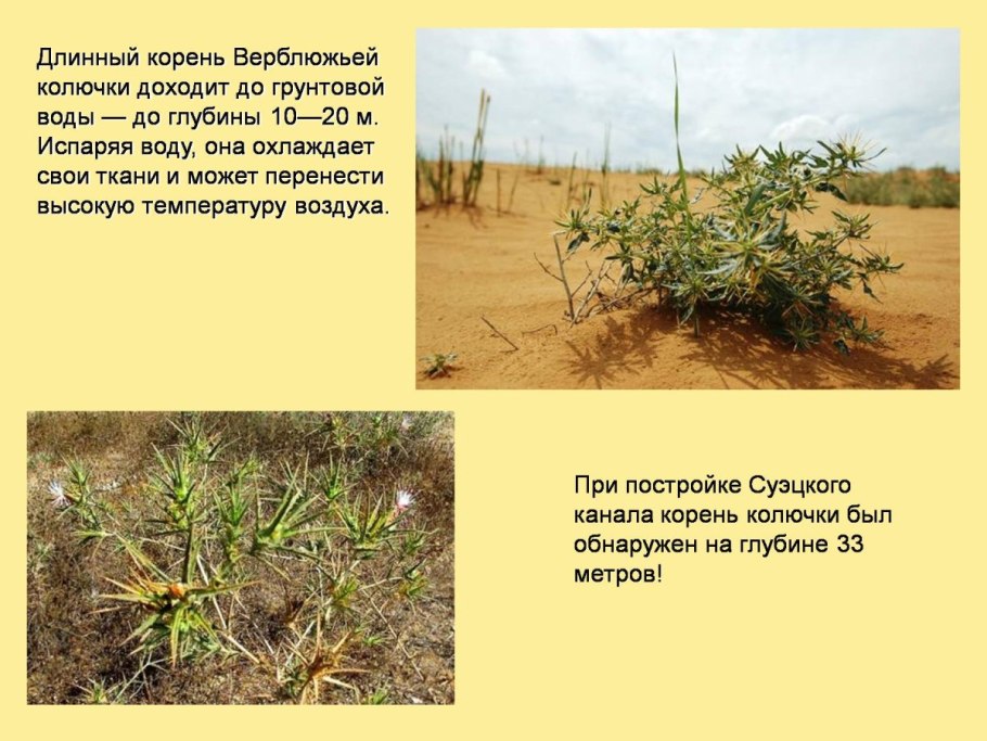 Песчаная Акация(ammodendron