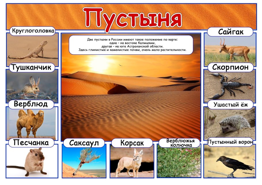 Верблюжья колючка в пустыне