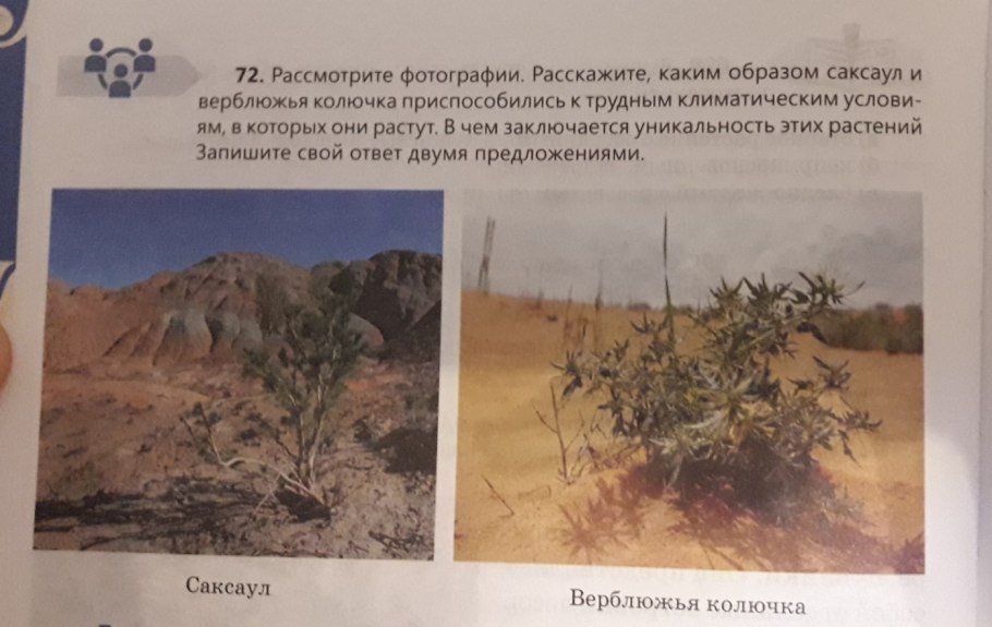 Саксаул и ковыль