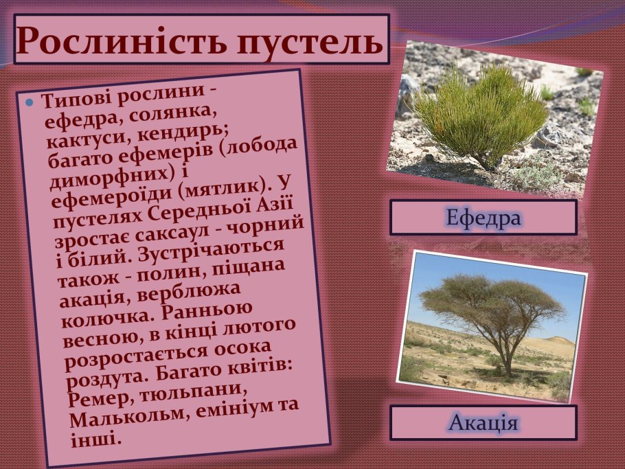 Эфемеры Полынь