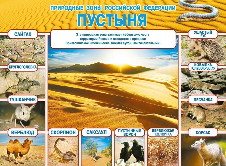 Перекати-поле растение