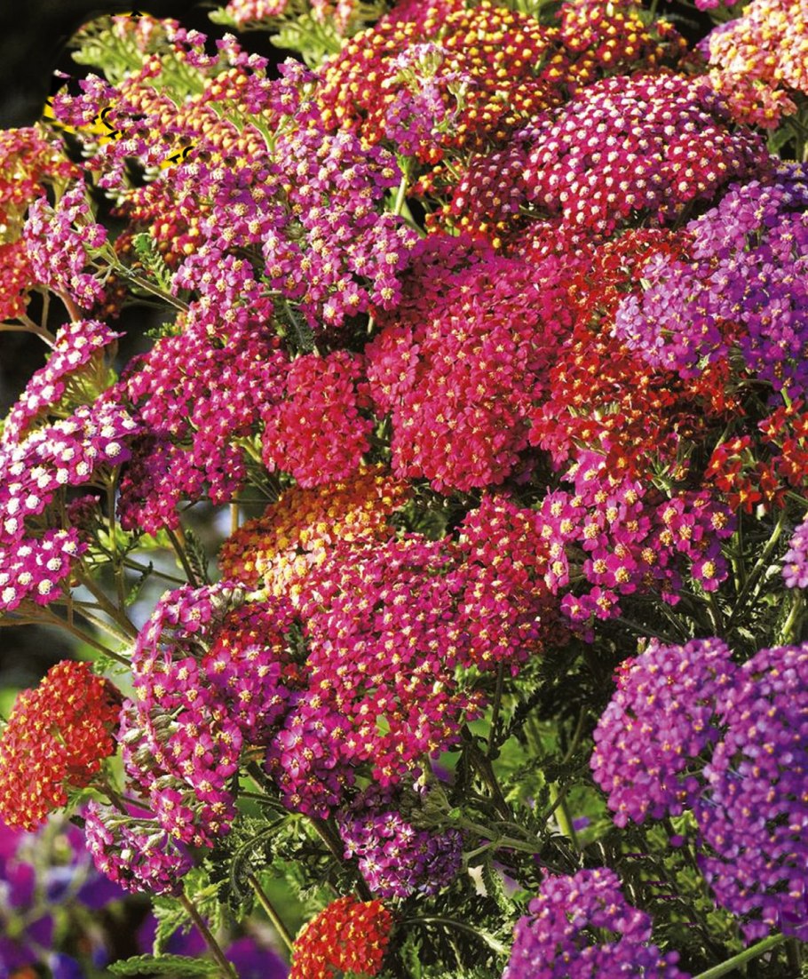 Тысячелистник Экселент