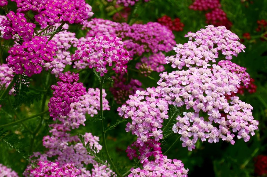 Тысячелистник обыкновенный многолетний