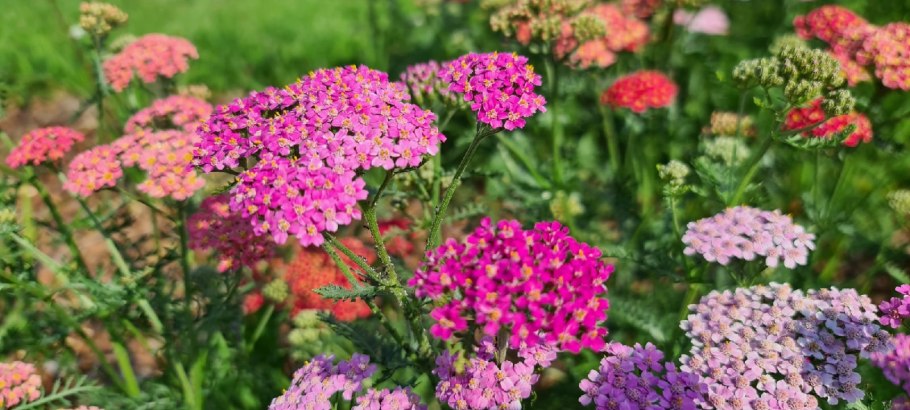 Тысячелистник обыкновенный розовый