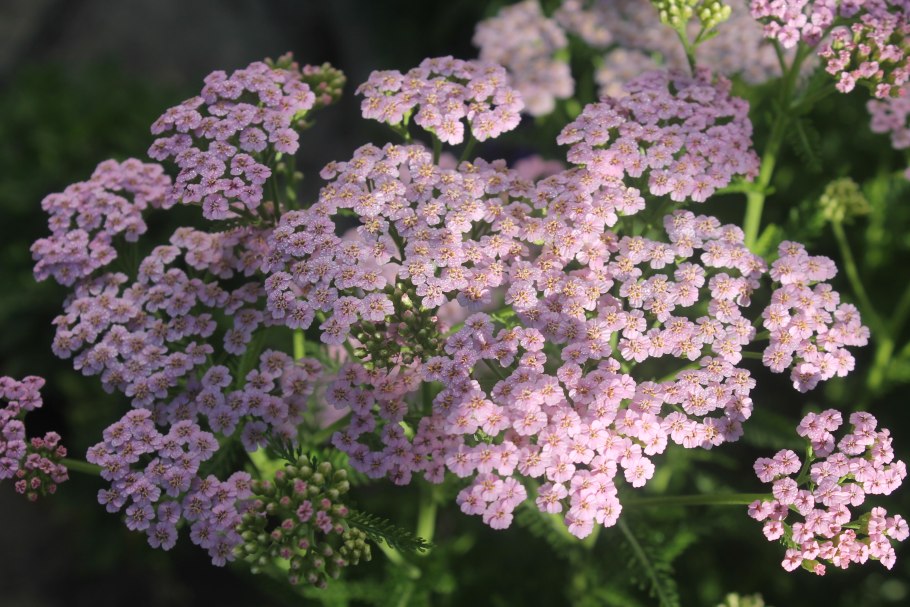 Травы Кубани