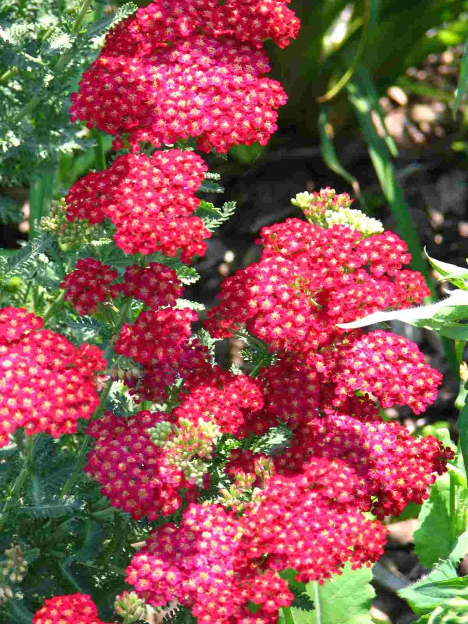 Тысячелистник Achillea "Tricolor"