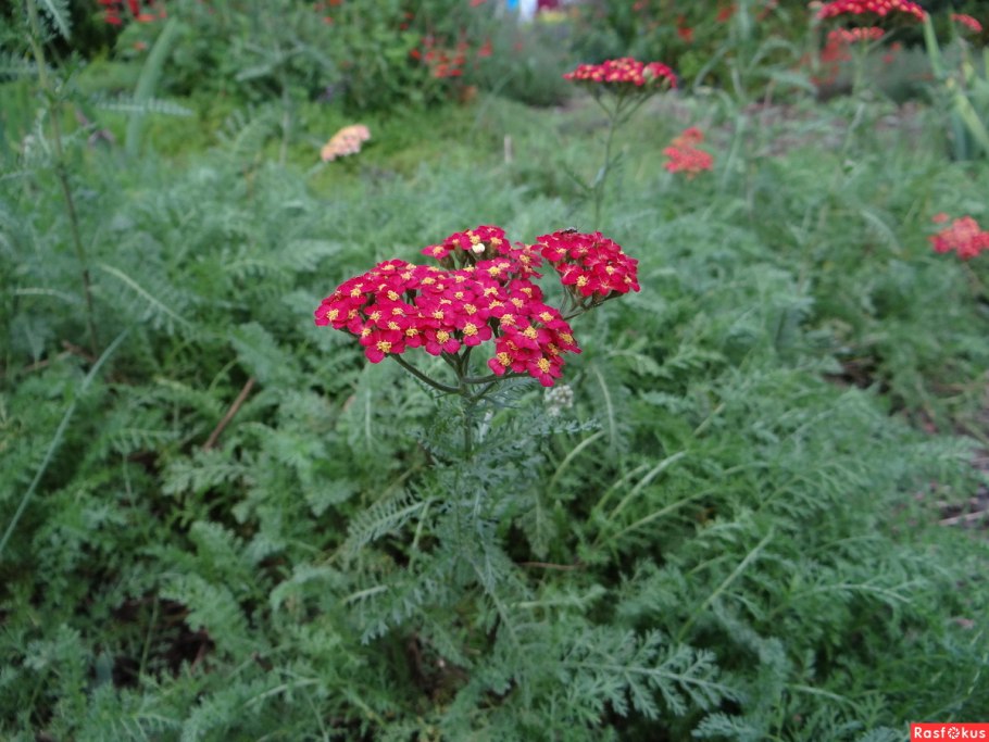 Тысячелистник Cerise Queen