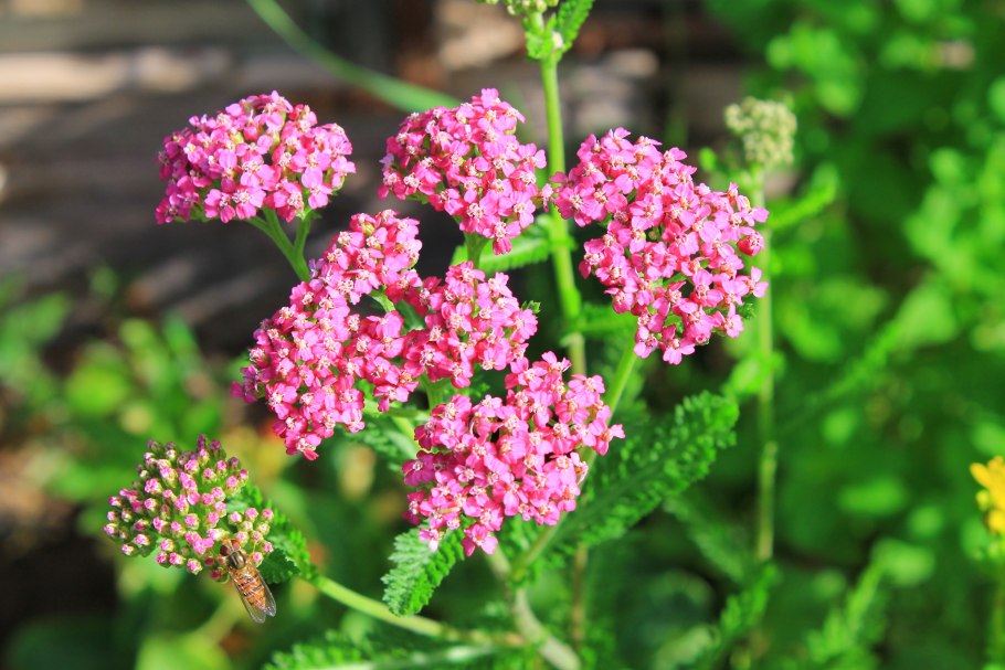 Achillea millefolium New Vintage Violet