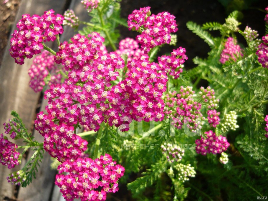 Тысячелистник гранат toderra