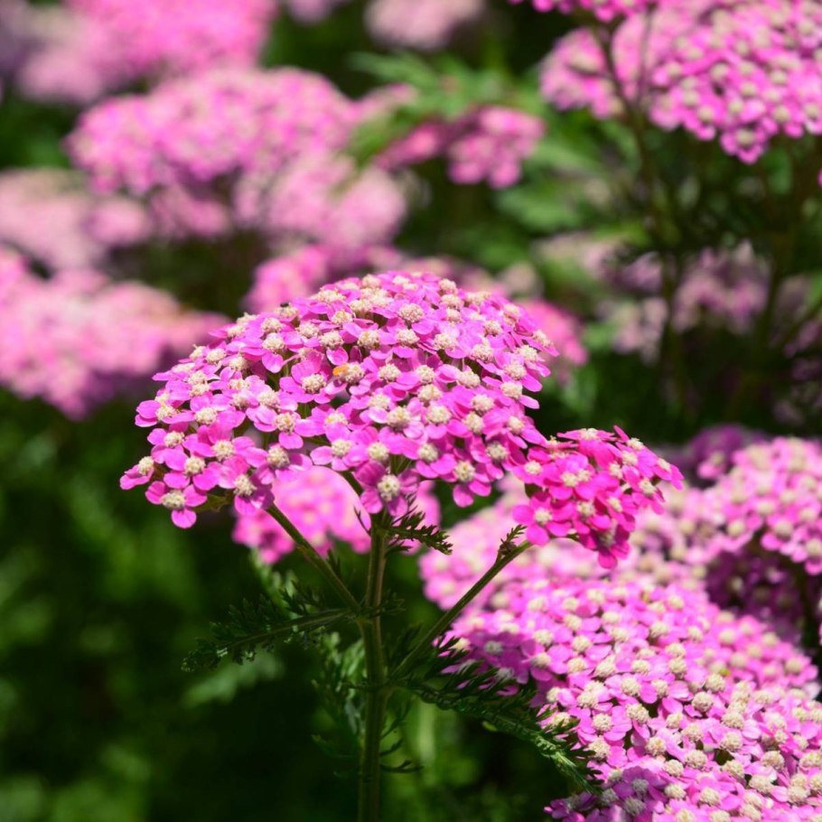 Тысячелистник Achillea "Summerwine"