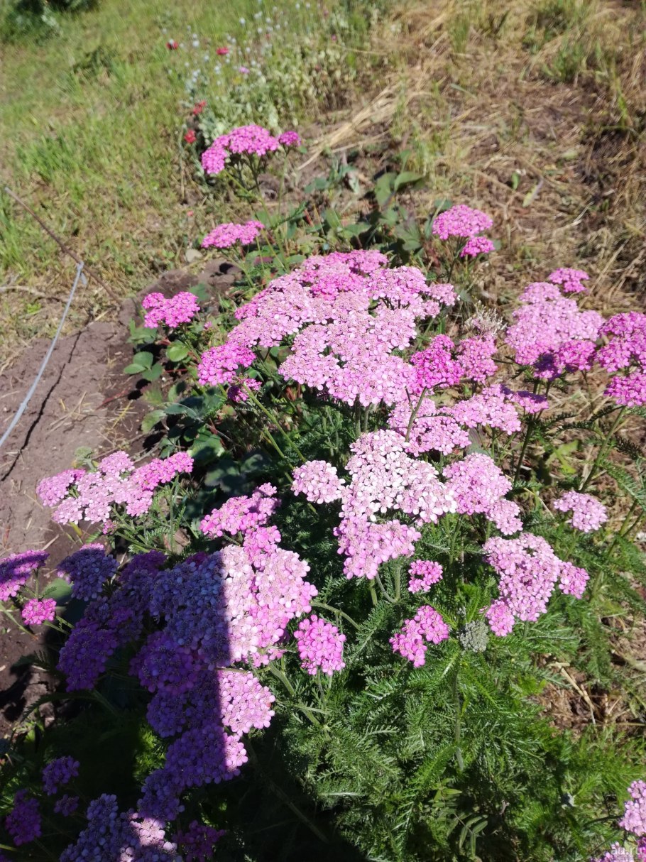 Тысячелистник садовый многолетний