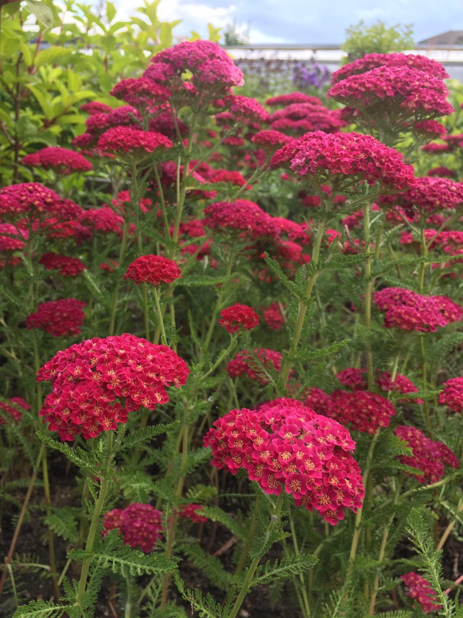 Тысячелистник "вишнёвая королёва"