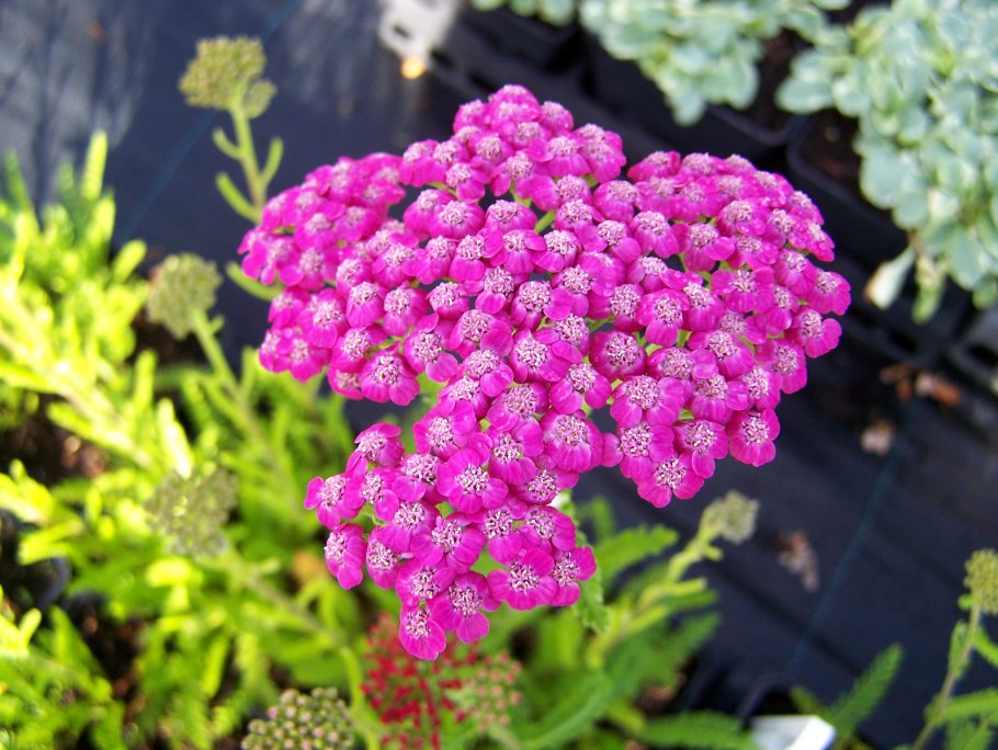 Тысячелистник Pink Grapefruit