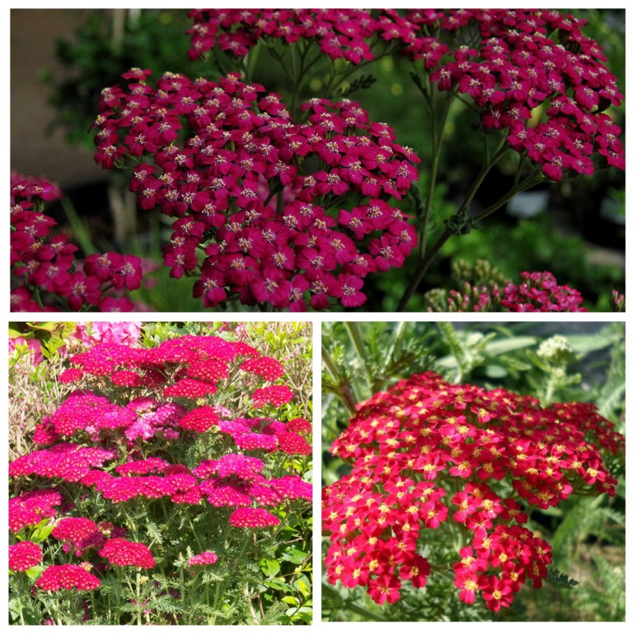 Тысячелистник медонос