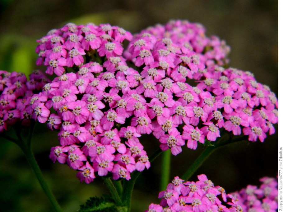 Ахиллея Вирджиния
