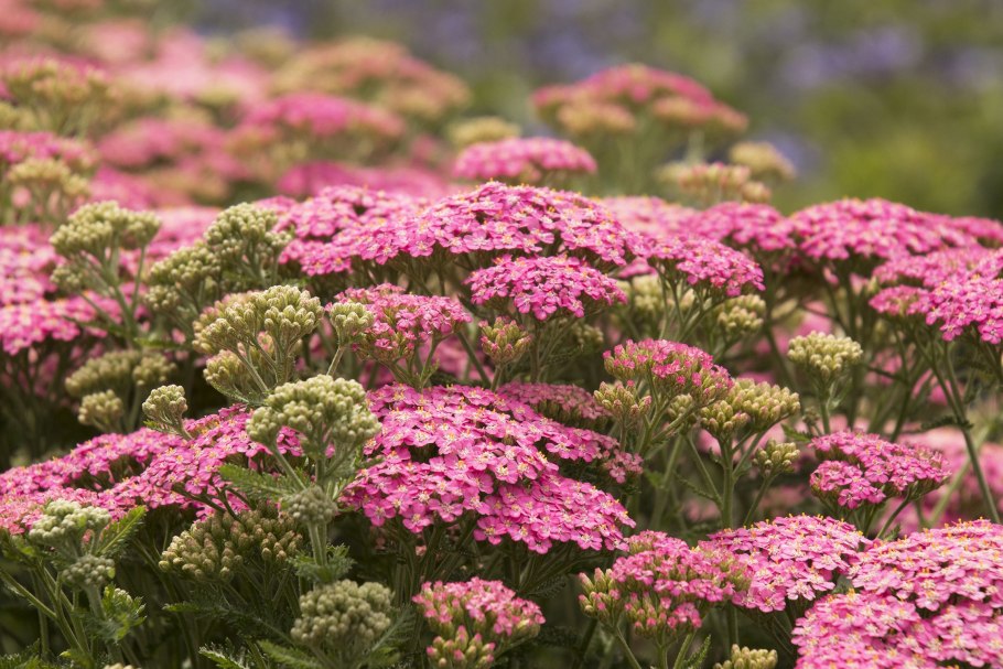 Тысячелистник Лилак Бьюти