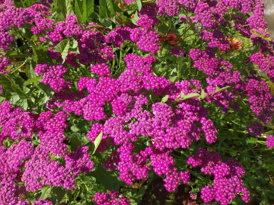 Тысячелистник саммер вайн