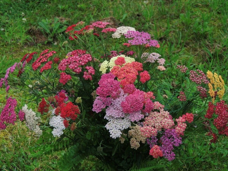 Тысячелистник Лаура